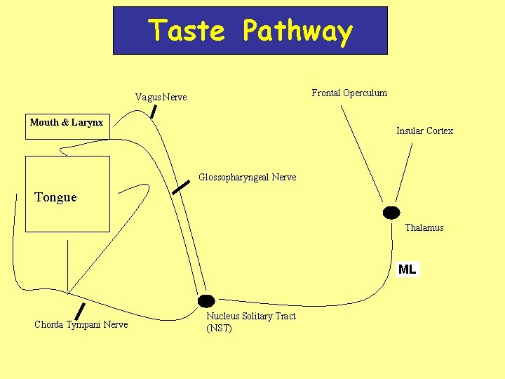 Taste Pathway Frontal Operculum Vagus Nerve Mouth & Larynx Insular Cortex Glossopharyngeal Nerve Tongue Taste Pathway Frontal Operculum Vagus Nerve Mouth & Larynx Insular Cortex Glossopharyngeal Nerve Tongue