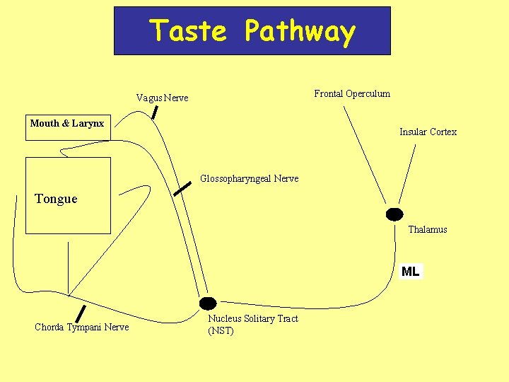 Taste Pathway Frontal Operculum Vagus Nerve Mouth & Larynx Insular Cortex Glossopharyngeal Nerve Tongue