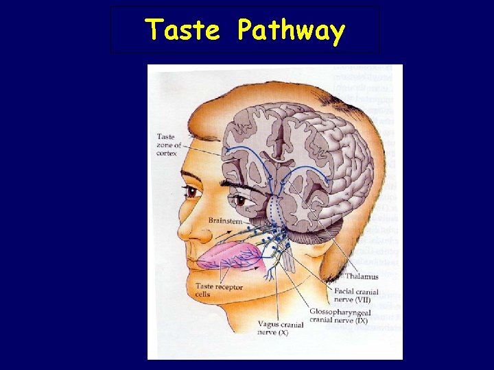 Taste Pathway Taste Pathway