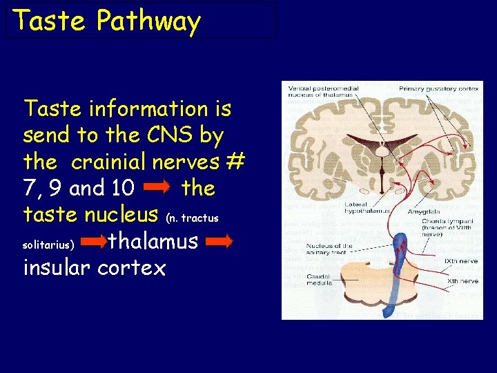 Taste Pathway Taste information is send to the CNS by the crainial nerves #