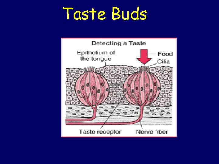 Taste Buds Taste Buds