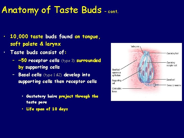 Anatomy of Taste Buds • 10, 000 taste buds found on tongue, soft palate