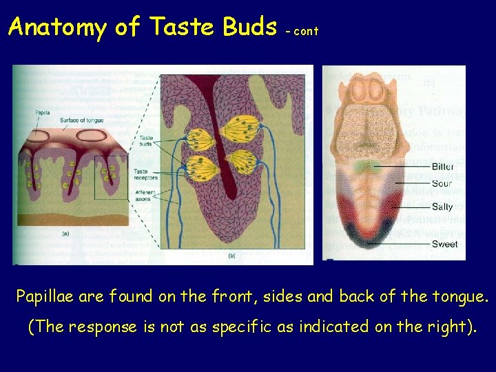 Anatomy of Taste Buds - cont Papillae are found on the front, sides and
