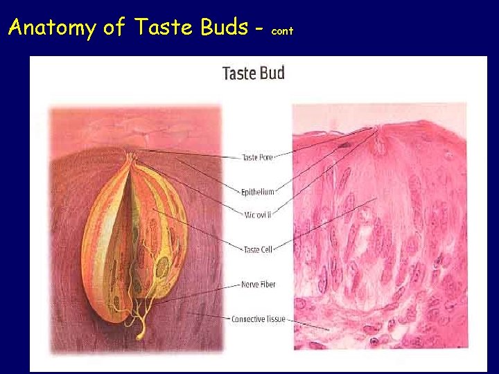 Anatomy of Taste Buds - cont 