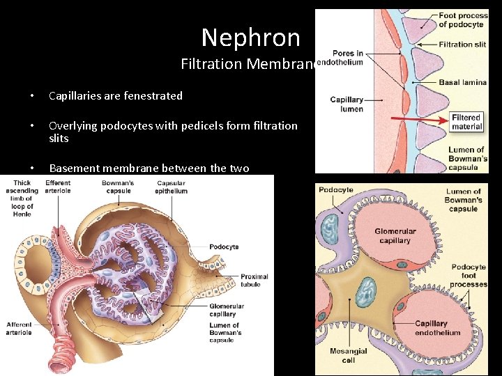 Nephron Filtration Membrane • Capillaries are fenestrated • Overlying podocytes with pedicels form filtration