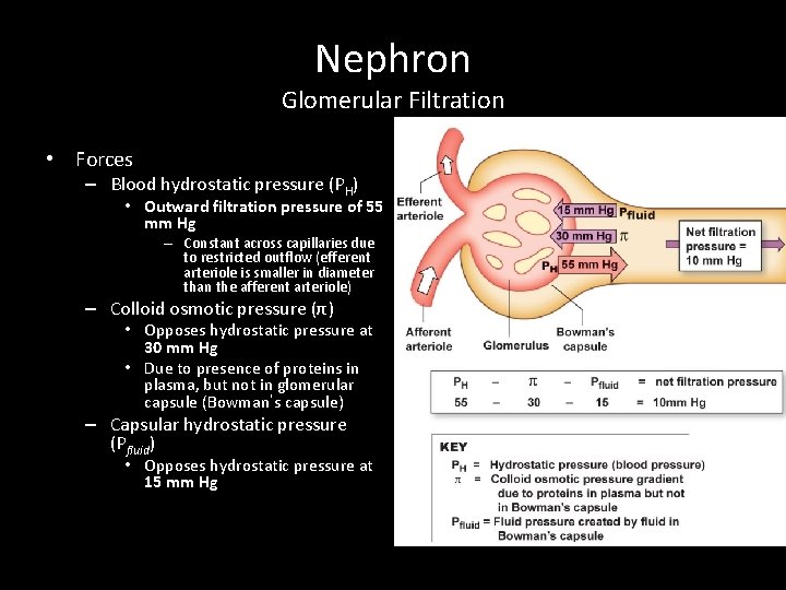 Nephron Glomerular Filtration • Forces – Blood hydrostatic pressure (PH) • Outward filtration pressure