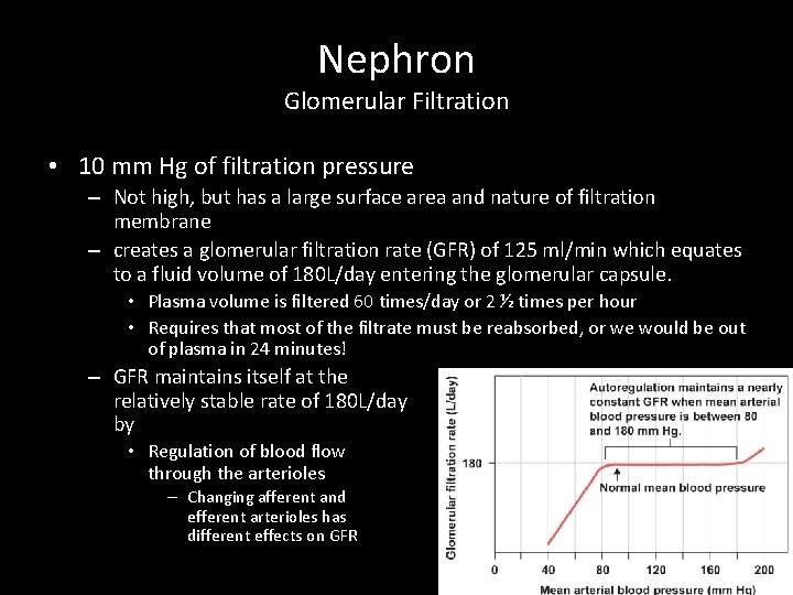 Nephron Glomerular Filtration • 10 mm Hg of filtration pressure – Not high, but