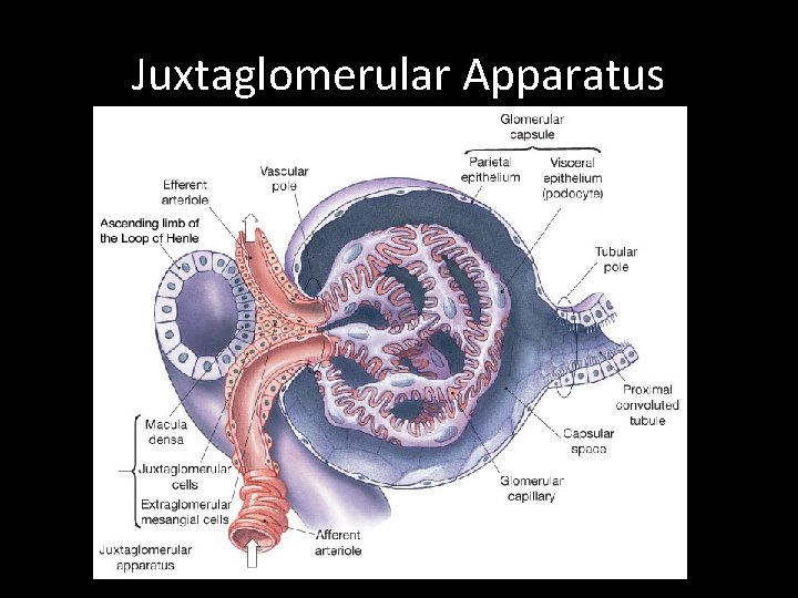 Juxtaglomerular Apparatus 