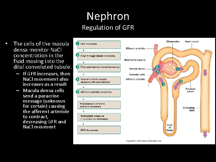 Nephron Regulation of GFR • The cells of the macula densa monitor Na. Cl