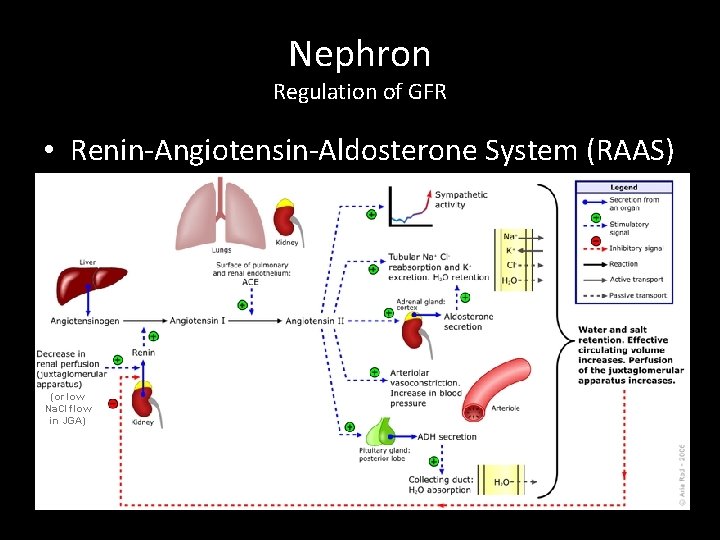 Nephron Regulation of GFR • Renin-Angiotensin-Aldosterone System (RAAS) (or low Na. Cl flow in