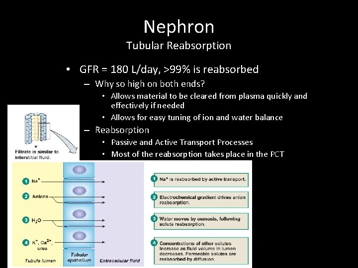 Nephron Tubular Reabsorption • GFR = 180 L/day, >99% is reabsorbed – Why so