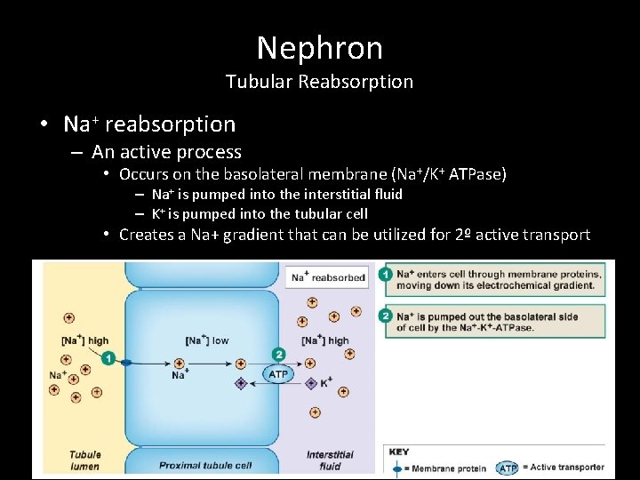 Nephron Tubular Reabsorption • Na+ reabsorption – An active process • Occurs on the