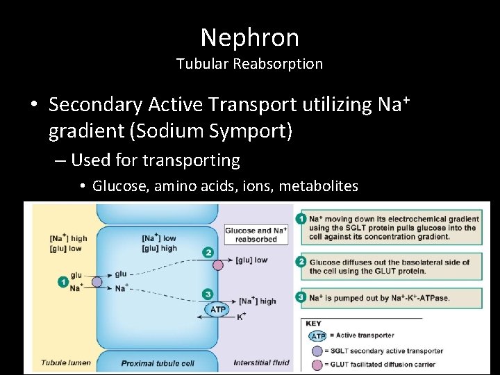 Nephron Tubular Reabsorption • Secondary Active Transport utilizing Na+ gradient (Sodium Symport) – Used