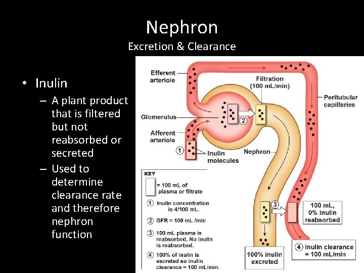 Nephron Excretion & Clearance • Inulin – A plant product that is filtered but