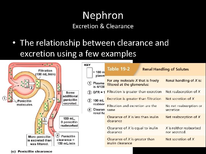 Nephron Excretion & Clearance • The relationship between clearance and excretion using a few