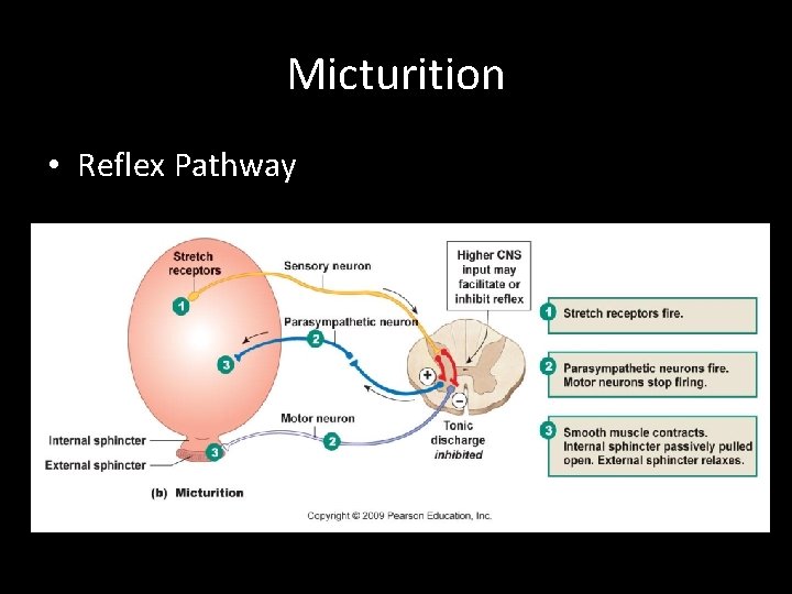 Micturition • Reflex Pathway 