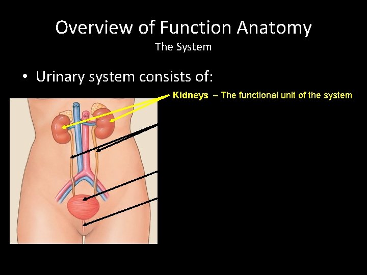 Overview of Function Anatomy The System • Urinary system consists of: Kidneys – The