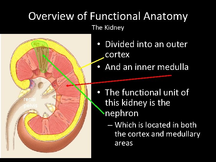 Overview of Functional Anatomy The Kidney • Divided into an outer cortex • And