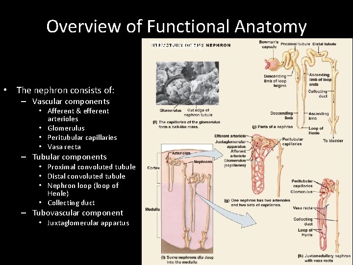 Overview of Functional Anatomy The Kidney • The nephron consists of: – Vascular components