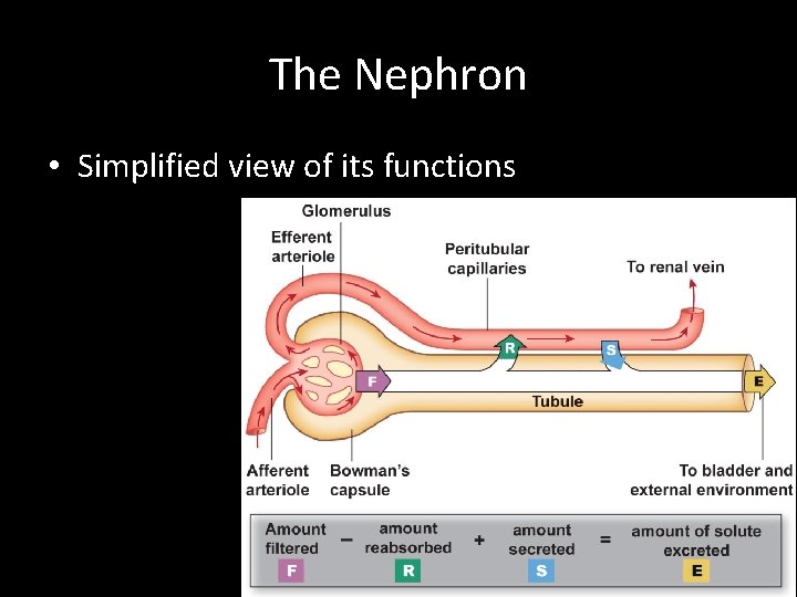 The Nephron • Simplified view of its functions • Glomerular Filtration • Tubular Reabsorption