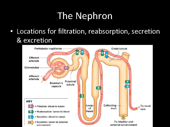 The Nephron • Locations for filtration, reabsorption, secretion & excretion 