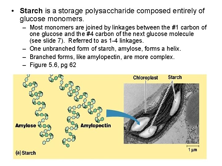  • Starch is a storage polysaccharide composed entirely of glucose monomers. – Most