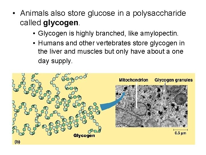  • Animals also store glucose in a polysaccharide called glycogen. • Glycogen is