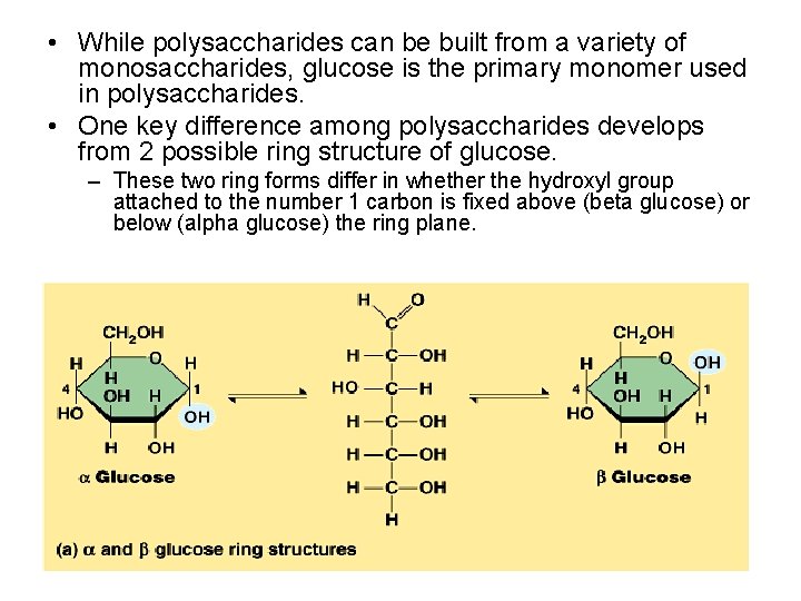  • While polysaccharides can be built from a variety of monosaccharides, glucose is