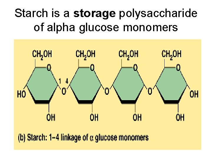 Starch is a storage polysaccharide of alpha glucose monomers 