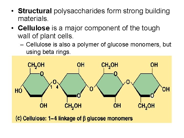  • Structural polysaccharides form strong building materials. • Cellulose is a major component