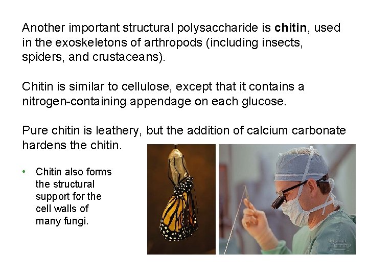 Another important structural polysaccharide is chitin, used in the exoskeletons of arthropods (including insects,