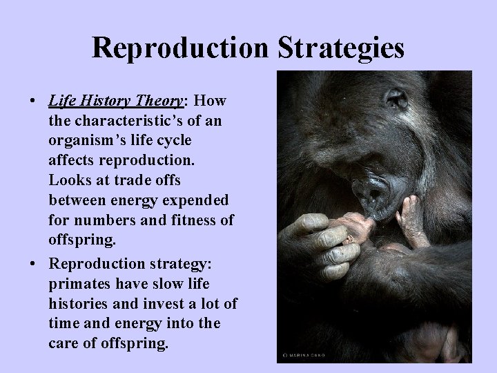 Reproduction Strategies • Life History Theory: How the characteristic’s of an organism’s life cycle