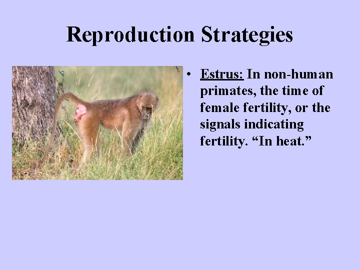 Reproduction Strategies • Estrus: In non-human primates, the time of female fertility, or the