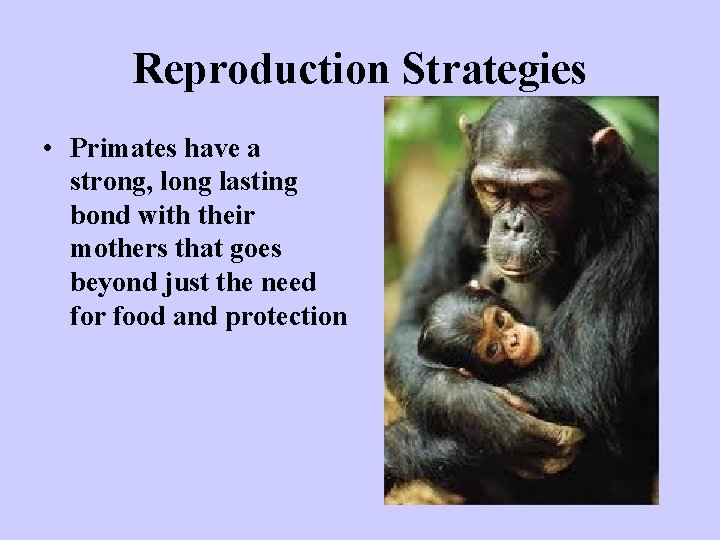 Reproduction Strategies • Primates have a strong, long lasting bond with their mothers that