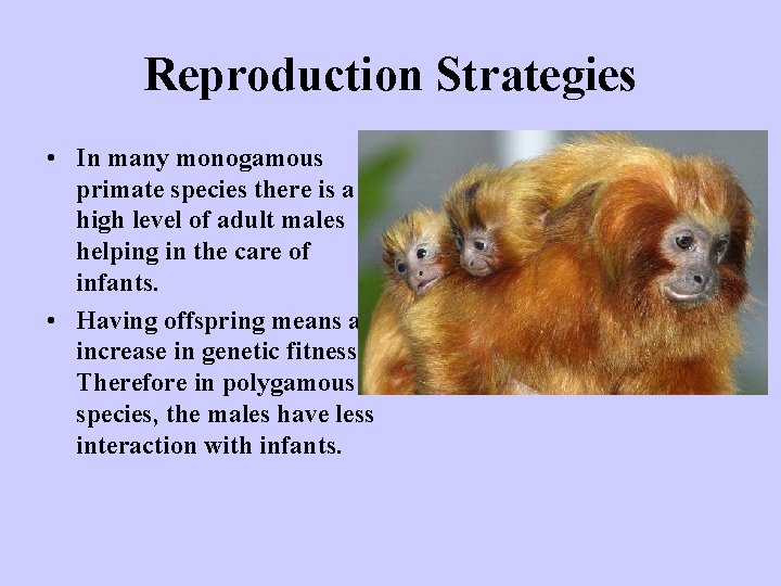 Reproduction Strategies • In many monogamous primate species there is a high level of