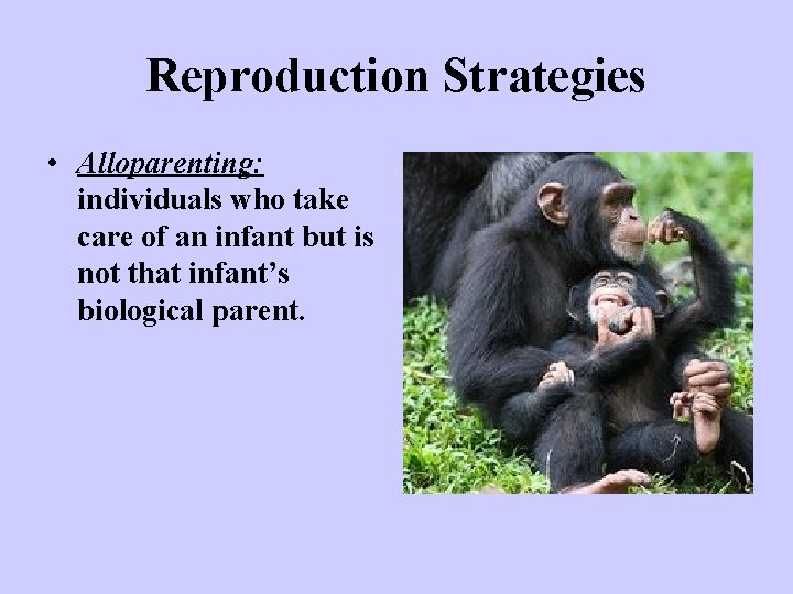 Reproduction Strategies • Alloparenting: individuals who take care of an infant but is not