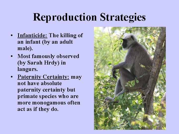 Reproduction Strategies • Infanticide: The killing of an infant (by an adult male). •