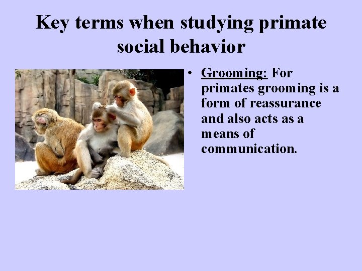 Key terms when studying primate social behavior • Grooming: For primates grooming is a