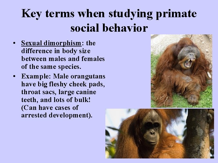 Key terms when studying primate social behavior • Sexual dimorphism: the difference in body