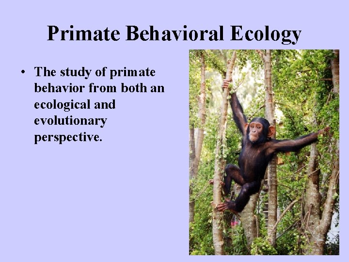 Primate Behavioral Ecology • The study of primate behavior from both an ecological and