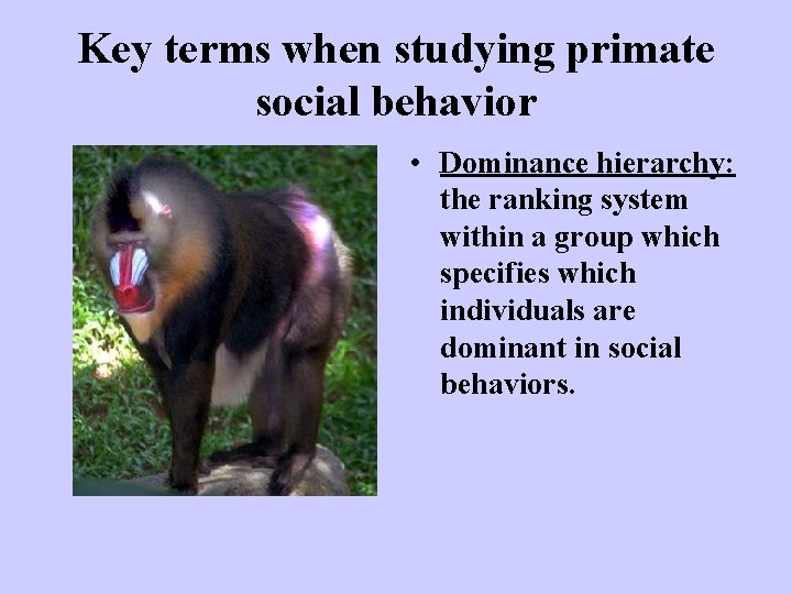 Key terms when studying primate social behavior • Dominance hierarchy: the ranking system within