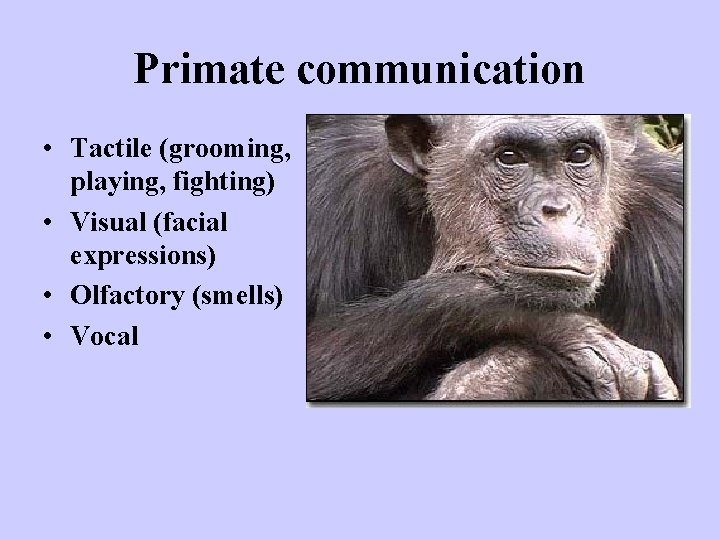 Primate communication • Tactile (grooming, playing, fighting) • Visual (facial expressions) • Olfactory (smells)