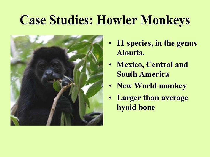 Case Studies: Howler Monkeys • 11 species, in the genus Aloutta. • Mexico, Central