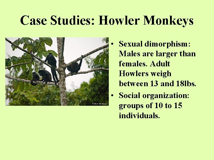 Case Studies: Howler Monkeys • Sexual dimorphism: Males are larger than females. Adult Howlers