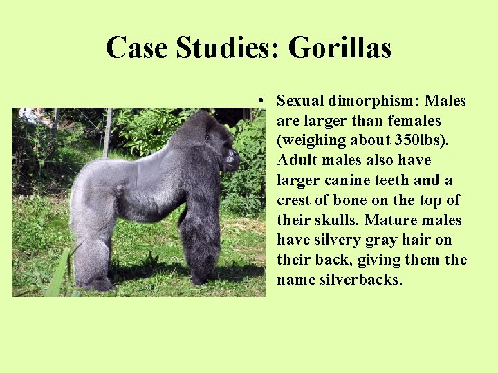 Case Studies: Gorillas • Sexual dimorphism: Males are larger than females (weighing about 350