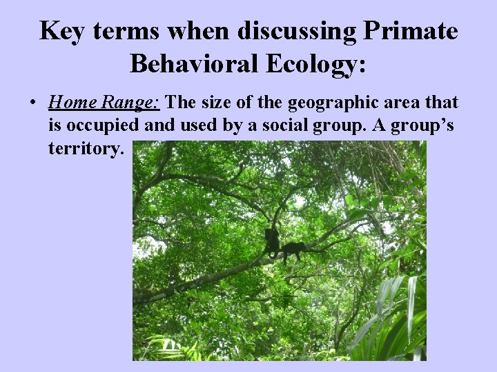 Key terms when discussing Primate Behavioral Ecology: • Home Range: The size of the