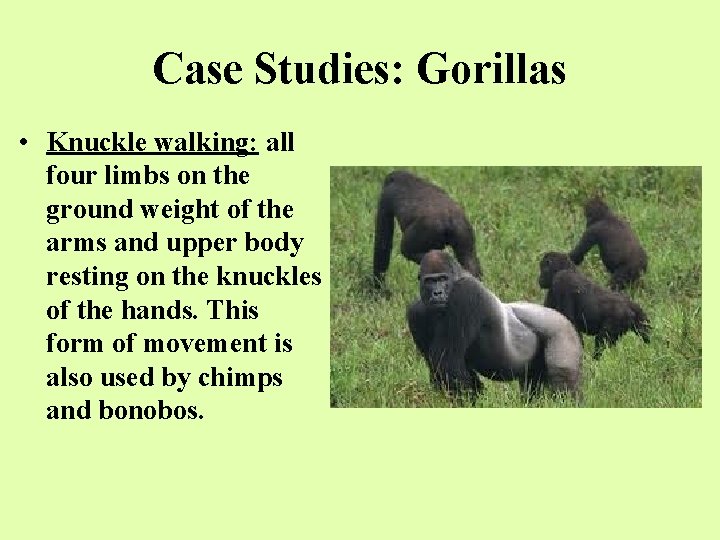 Case Studies: Gorillas • Knuckle walking: all four limbs on the ground weight of