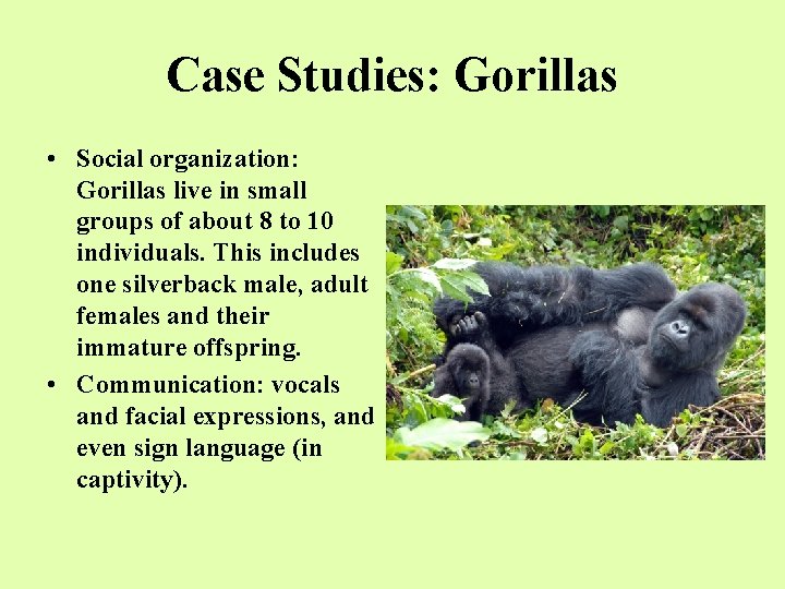 Case Studies: Gorillas • Social organization: Gorillas live in small groups of about 8