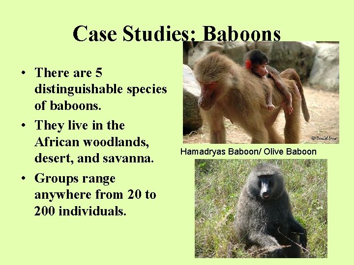 Case Studies: Baboons • There are 5 distinguishable species of baboons. • They live