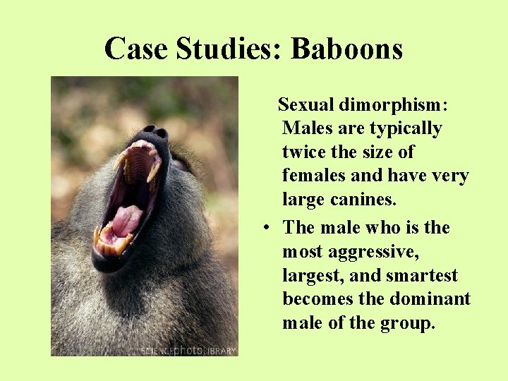 Case Studies: Baboons Sexual dimorphism: Males are typically twice the size of females and